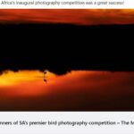 Birdlife South Africa winning photograph 2023
